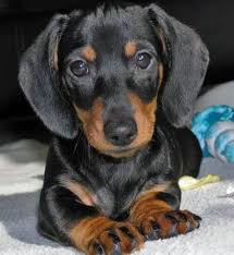 Black And Brown Dachshund Mix I Need This Little Baby In My Life Dachshund Puppies Dachshund Dog Baby Dachshund