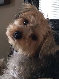Black And Tan Yorkie Poo Full Grown Pin By Brenda Lund On Animal Love 3 Yorkie Poodle Yorkie Poo Yorkie Poo Haircut