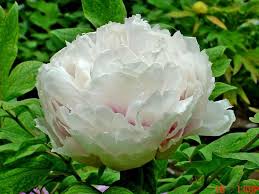 We did not find results for: Tree Peony Fragrant Jade Planting Peonies Chinese Tree Popular Tree