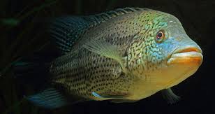 Parachromis Dovii Wolf Cichlid Cichlids Tropical Fish Aquarium Fine Art Photography