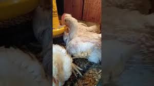 Ayam Broiler Usia 3 Minggu Youtube