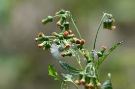 Image result for Crassocephalum montuosum