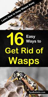 Find this pin and more on good to know by sandy mohler. How To Kill Bees Nest In Tree Unugtp