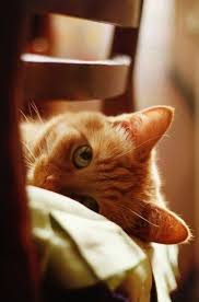 moment 39 s katzen katzen moment39s katzen ingwer katzen orange katzen