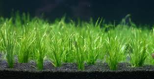 Jika biasanya orang terfokus untuk memelihara ikan atau binatang air dalam aquarium. Ini Dia Jenis Jenis Tanaman Aquascape Yang Bagus Untuk Akuarium Ikanesia Id