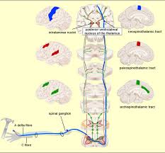 Lissauer's tract — ˈliˌsau̇ə(r)z noun usage: The Brain From Top To Bottom