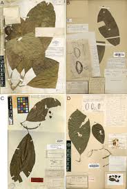 Image result for Inhambanella