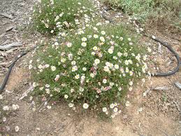 Image result for Erigeron karvinskianus