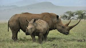 The lewa wildlife conservancy works as a model and catalyst for the conservation of wildlife and its habitat. Laikipia Plateau Mt Kenya East Africa Andbeyond
