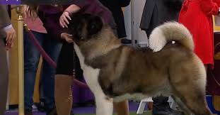 Siba the standard poodle won best in show at the 2020 westminster dog show. Breed Judging Westminster Dog Show Online
