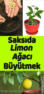 Evde limon ağacı bakımı yazısında saksıda limon ağacı bakımı, yetiştirilmesi ve budanması hakkında bilgi edinebilirsiniz. Evde Saksida Limon Cekirdeginden Limon Agaci Yetistirmek Cok Basit Plant Breeding Garden Works Plants