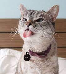 Pin On Funny Adorable Animals To Make You Go Aww