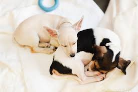We did not find results for: Atlanta Pet Rescue Atlanta Georgia Wedding Photographer