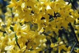 Image result for forsythia bush ideas