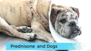How long does it take for prednisone to work in dogs with lymphoma? Prednisone Side Effects In Dogs Thrive Affordable Vet Care Resources