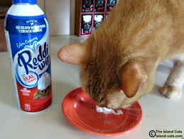 And it will definitely fluff up enough to meet most of your traditional whipped cream needs. What S That Wally Doing The Island Cats Every Cat Wants To Be An Island Cat