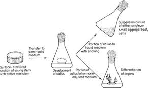 Murashige and skoog (also called ms media, mso, or ms0) and gamborg's b5 medium are two of the most essential media formulations used for culturing plants. Cell And Tissue Culture Biochemical Conversions Clonal Propagation Basicmedical Key