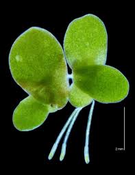 Image result for Spirodela