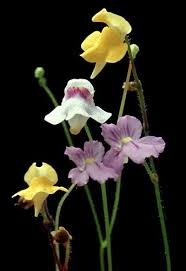 Image result for Genlisea