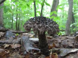Old Man Of The Woods Ithaca Ny Grapes Fruit Wood