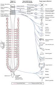 autonomic nervous system wikipedia