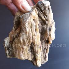 Image result for Canarium schweinfurthii