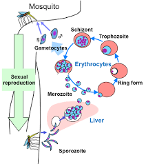 .different life cycle stages of malaria parasites for the purpose of assessing the effect of promising life cycle stage classification process. Mitochondria Of Malaria Parasites As A Drug Target Intechopen