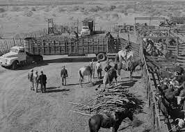 A true working cattle ranch, the four sixes brings more than 100 years of superior cattle breeding expertise to our angus cattle program. About 6666 Ranch The Four Sixes Ranch Story