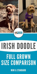 Maybe you would like to learn more about one of these? Irish Doodle Full Grown How Big Do Irish Doodle Sizes Get Mini Standard In 2021 Irish Doodle Poodle Mix Breeds Poodle Mix Dogs