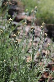 Image result for Helichrysum nitens