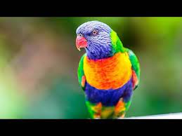 Swansons lorikeet cage for sale name: Rainbow Lorikeet For Sale Youtube