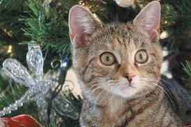 Cat's are curious creatures and while they may nibble at your tree or the ornaments strung on the tree, they usually don't make it a habit of eating plastic. Kitty Vs The Christmas Tree Be Aware Of The Holiday Dangers Catster