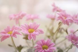Check spelling or type a new query. 15 Types Of Flowers Suitable For A Baby Or Toddler S Funeral Cake Blog