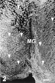 Check spelling or type a new query. A Higher Magnification Of The Surface Of The Apex Of The Tongue In The Download Scientific Diagram