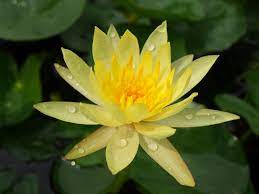 Nymphaea Mexicana Dwarf Yellow Hardy Waterlily Thailand 3 Lotus Flower Pictures Water Lilies Lily Flower