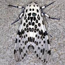 Moth Photographers Group Hypercompe Scribonia 8146