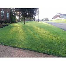 Jual bibit tanaman rumput gajah mini untuk penghijauan taman dengan harga rp 25000,00 dari sakura teknik Jual Bibit Rumput Jepang