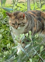 An outdoor shooting range can be as while indoor ranges are sometimes restricted to bullets within a certain muzzle velocity and bullet type, most outdoor shooting ranges must be built in an area where an errant shot that goes over the. Vaccines For Outdoor Cats Veazie Vet