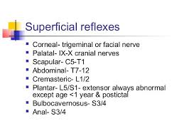 Superficial Reflexes Google Search Facial Nerve Cranial