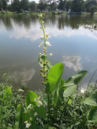 Image result for Alismataceae