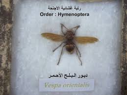 دبور البلح الاحمر Insects Book Cover Bee