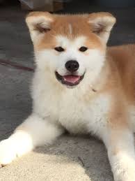 Pin On Inu