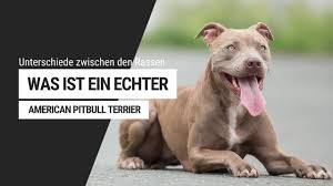 Pitbull and melanie pfirrman, iamchino — suda (2020). Was Ist Ein Echter Pitbull Unterschiede American Bully Amstaff Staffbull Youtube
