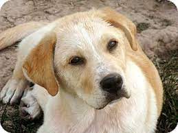 Labs are sociable, affectionate, and loyal. Salem Nh Labrador Retriever Meet Puppy Garth A Pet For Adoption