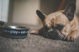 Some of these symptoms might not make you think of. The Pet Oncologist Vet Oncologist Online Nutrition In Dogs Cats With Cancer