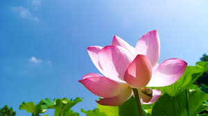 Maybe you would like to learn more about one of these? Tokyo Gov On Twitter Pink Lotus Flowers Are Popping Up In Tokyo S Parks As Midsummer Arrives These Flowers Bloom In Early Morning And Close With The Mid Day Heat If You Re Not A