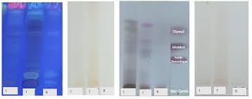 Image result for Hua gabonii