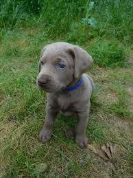 Lab dogs for sale in texas. Pin On Silver Champagne And Charcoal Puppies