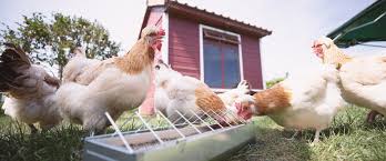 Unsere hühner ernähren sich zu einem großen teil von unserem biomüll und dem, was sie auf dem kompost und im garten finden. Grundlagen Der Huhner Und Geflugelhaltung Deutsche Tiernahrung Cremer