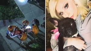 Lady gaga's personal dog walker was reportedly shot multiple times in l.a. Lady Gaga S Two French Bulldogs Found After Being Stolen At Gunpoint Internewscast